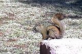 RedSquirrel_051111_1100hrs